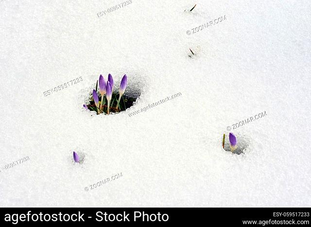 purple crocus melting snow in spring