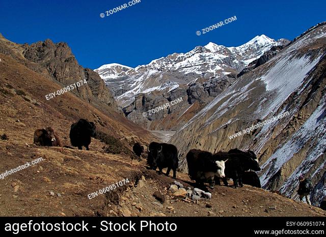 Herd of yaks on the way to Thorung La Pass, Nepal