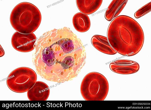 Neutrophil, a white blood cell. isolated on white background with clipping path, 3D illustration. The most abundant type of granulocytes
