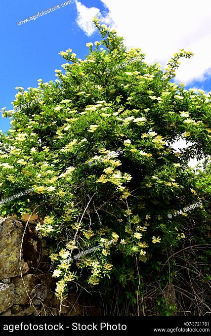 European elder, black elder or elderberry (Sambucus nigra) is a deciduous big shrub or little tree native Europe, North Africa and North America
