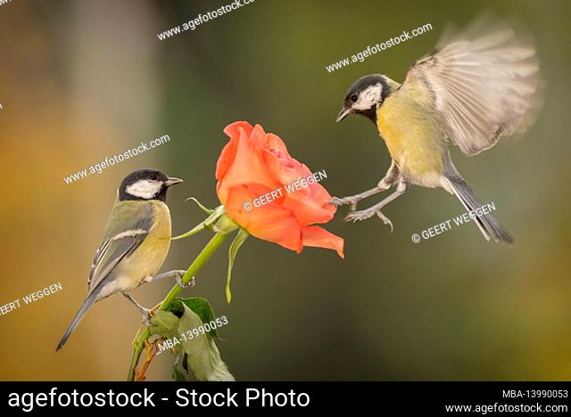 two great tit with a rose
