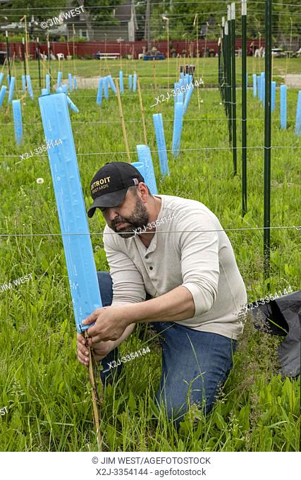 Detroit, Michigan - Blake Kownacki, general manager of Detroit Vineyards, plants Marquette wine grapes on formerly vacant land in the city's Morningside...