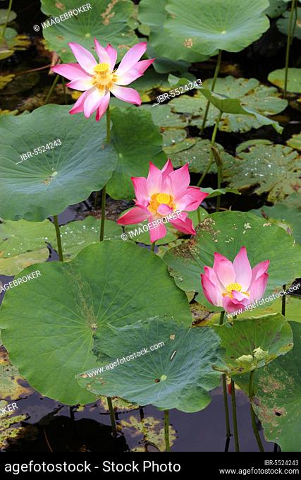 Indian indian lotus (Nelumbo nucifera), Kota Kinabalu, Sabah, Borneo, Malaysia, Asia
