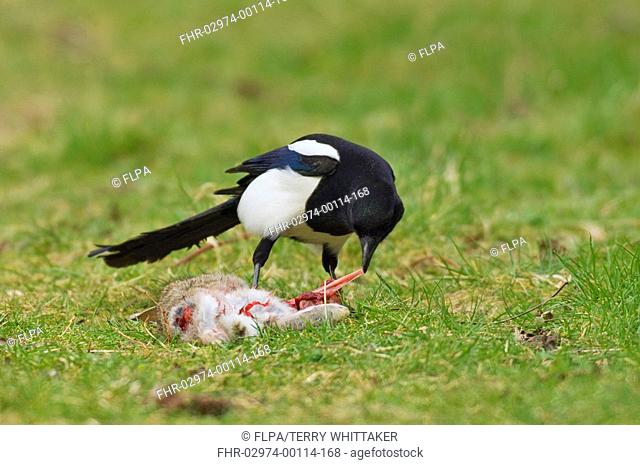 Common Magpie Pica pica adult, feeding on dead rabbit, Kent, England