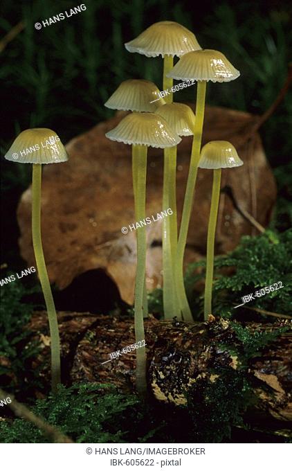 Ivory Bonnet mushrooms (Mycena flavoalba) from the Mycena order of mushrooms