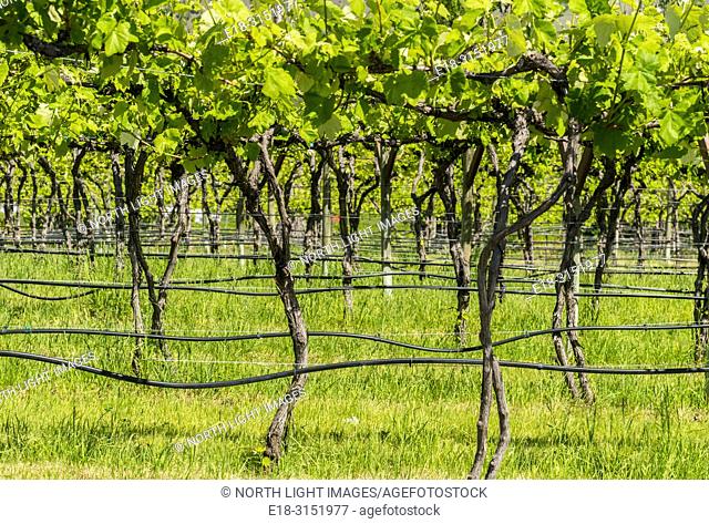 Canada, BC, Keremeos. Young grape vines at Robin Ridge winery. Keremeos is in the southern Okanagan Valley, British Columbia's premier wine making region