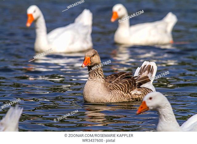 Hausgans auf der Blies bei Homburg - Domestic goose on the river Blies near Homburg