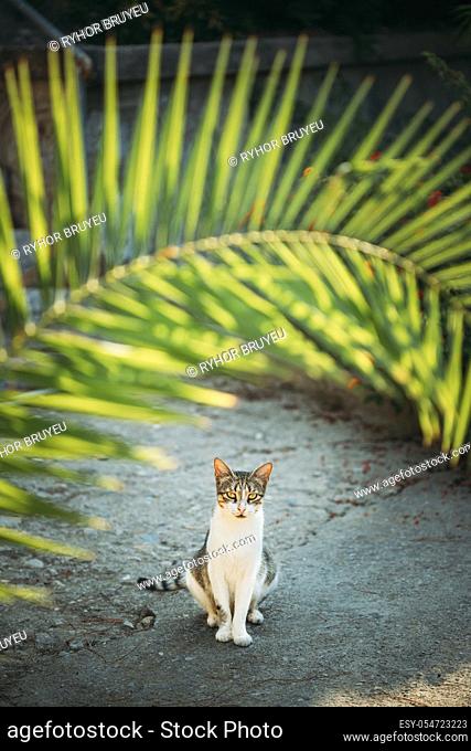 Funny Young Cat Sitting Under Palm Branches In Summer Garden