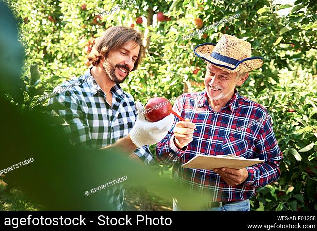 Fruit growers checking quality of apples in their orchard