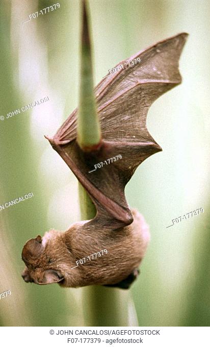 Mexican Free-Tailed Bat (Tadarida brasiliensis)