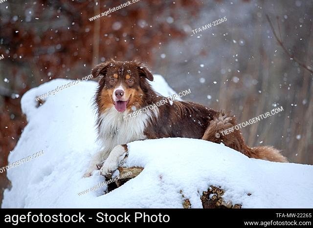 Australian Shepherd in the winter
