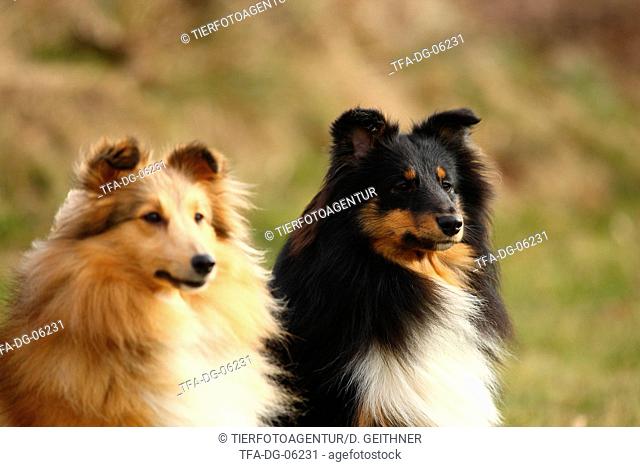 2 Shetland Sheepdogs