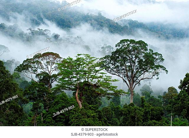 The tropical rain forest canopy at dawn, in the Maliau Basin, Sabah, Borneo, East Malaysia