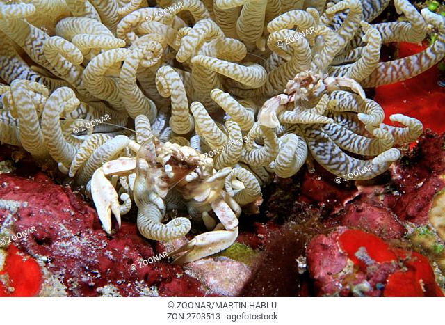 Anemonenkrebse, Neopetrolisthes sp., Ari Atoll, Malediven, Indischer Ozean, Porcelain Crabs, Ari Atoll, Maldives, Indian Ocean