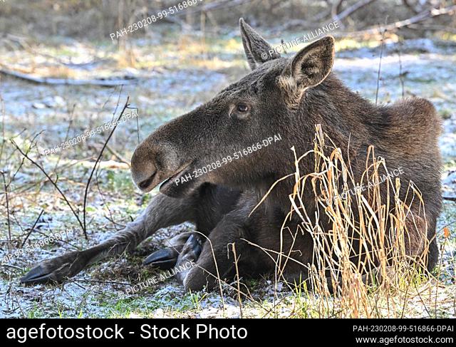 07 February 2023, Brandenburg, Groß Schönebeck: The cow moose Lillesol (little sunshine) lies in her enclosure in the Schorfheide Game Park