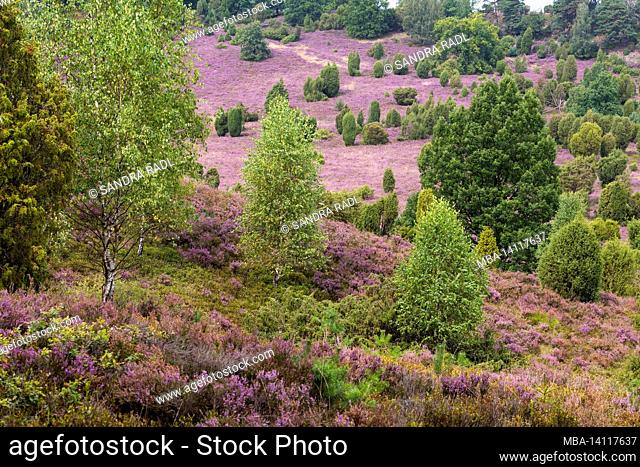 flowering common heather (calluna vulgaris) covers the ground in the totengrund, in between are birches and junipers, nature reserve near wilsede near bispingen