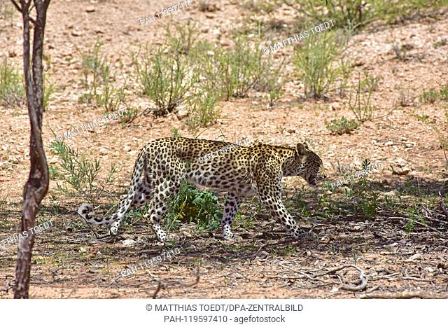 A leopard walks past the photographer over a thinly covered area in the Kgalagadi Transfrontier National Park, taken on 26.02.2019