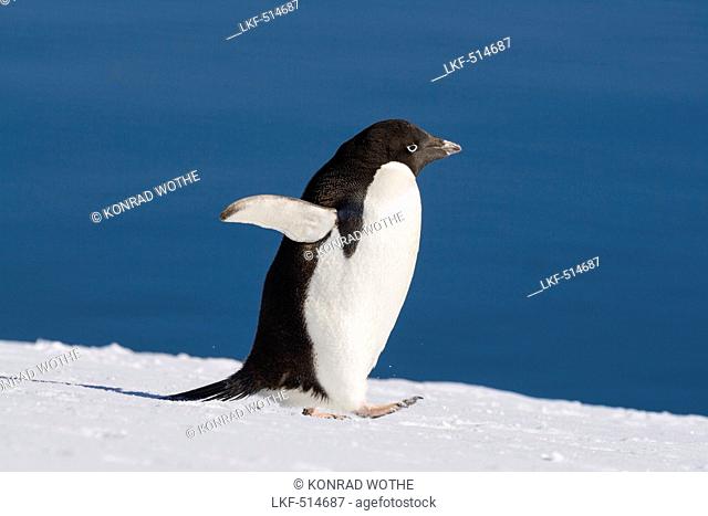 Adelie Penguin, Pygoscelis adeliae, Antarctic Peninsula, Antarctica
