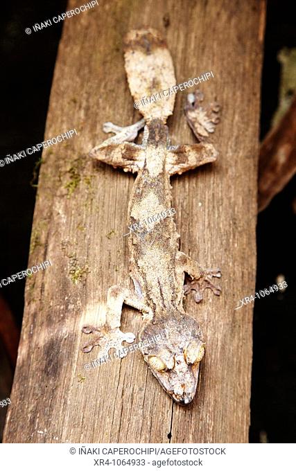 Leaf-tailed Gecko (Uroplatus spp.), Andasibe, Toamasina, Madagascar