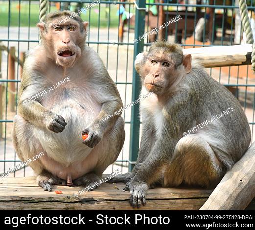 30 June 2023, Saxony, Eilenburg: In loving togetherness, the 31-year-old hat monkey Bino sits with his 17-year-old son Whyski in his age-appropriate enclosure...