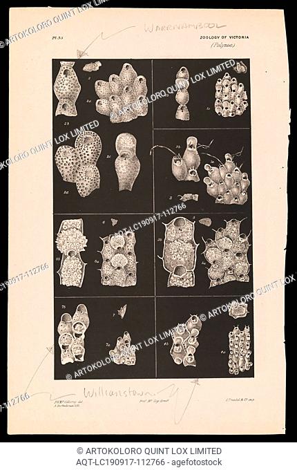 Lithographic proof - black and white of Bryozoa, P.H.McGillvray, LIthographic proof of 7 species of Bryozoa by P.H.McGillvray
