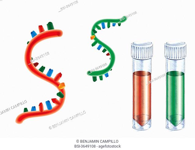 Marking of single-stranded DNA by fluorescence red or green. This technique is notably used in the framework of DNA chip