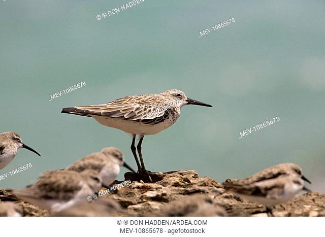 Great Knot - in winter plumage facing a strong wind (Calidris tenuirostris). Roebuck Bay, Western Australia. Breeds in the subarctic highlands of NE Siberia and...