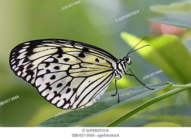 Close-up of a Paper Rice Idea leuconoe butterfly on leaves
