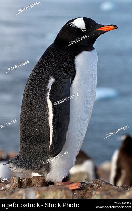 Gentoo penguin fall after molting to have not regrown tail
