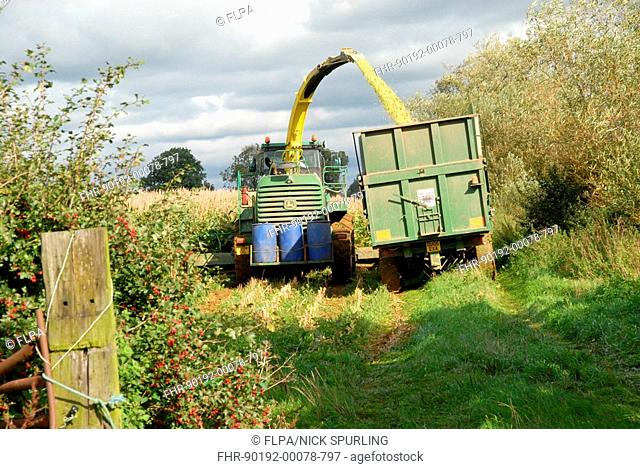 Maize Zea mays crop, forage maize harvester offloading into trailer, Buckinghamshire, England, october