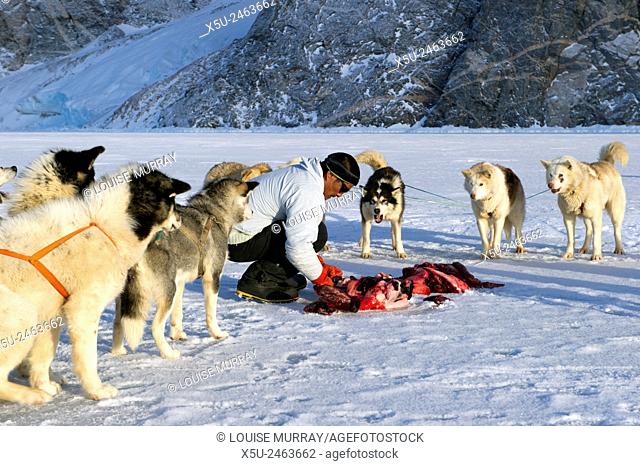 Inuit or Inughiut hunter, Gedion Kristiansen feeding his Greenlandic dog team with walrus meat