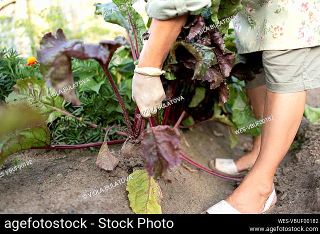 Senior woman harvesting leafy vegetables from vegetable garden