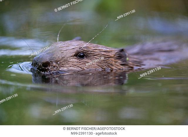 Beaver (Castor fiber), swimming, Bavaria, Germany