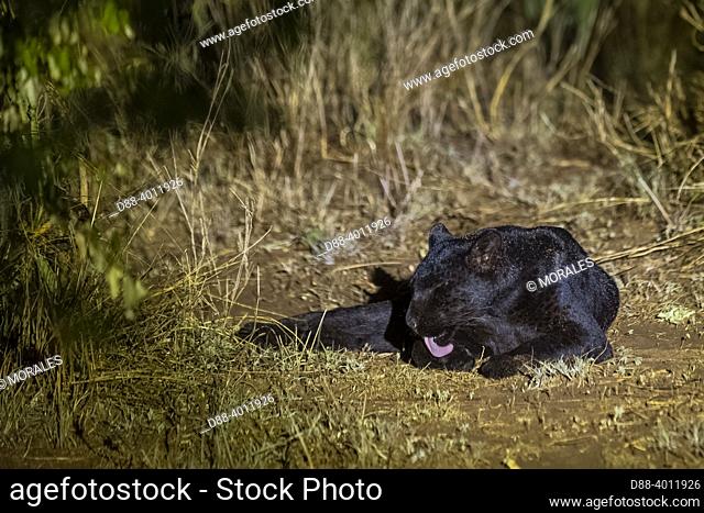 Afrique, Afrique de l'Est, Kenya, Comté de Laïkipia, Extrémement rare photo de jour d'une Panthère noire ou Léopard noir d'Afrique (Panthera pardus pardus)