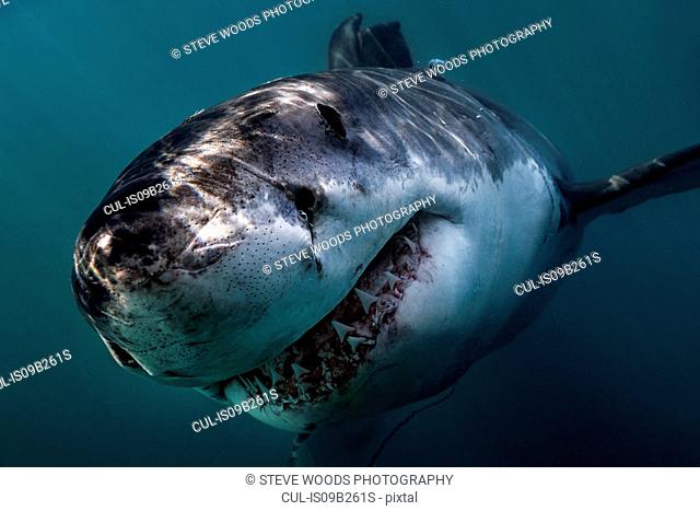 Great White Shark (Carcharodon Carcharias) swimming directly at camera, Gansbaai, South Africa