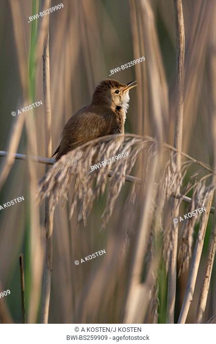 reed warbler Acrocephalus scirpaceus, singing in reed, Germany