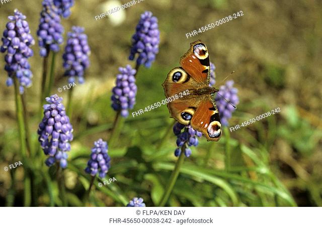 Peacock Butterfly Inachis io On Grape Hyacinth from hibernation attracted by nectar and sunshine - April