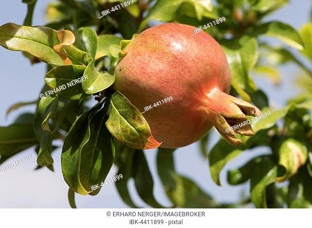 Pomegranate (Punica granata), Ferragudo, Faro District, Portugal