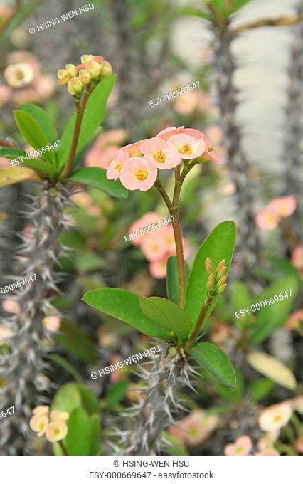 Euphorbia - â€œcrown of thornsâ€ plant