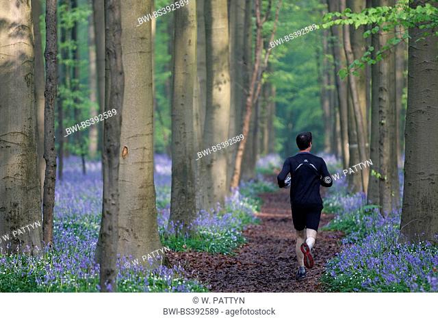 Atlantic bluebell (Hyacinthoides non-scripta, Endymion non-scriptus, Scilla non-scripta), sea of flowers in the forest, jogger on a forest road, Belgium