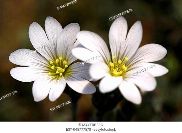 Cerastium tomentosum is a very strong fast growing ground cover