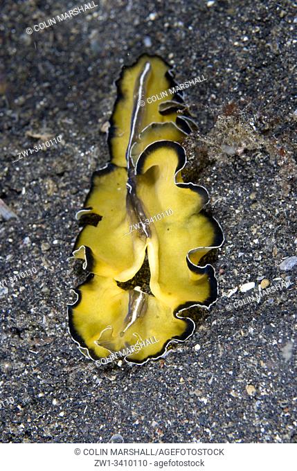 Flatworm (Pseudobiceros sp, Pseudocerotidae Family) on sand, Aer Prang dive site, Lembeh Straits, Sulawesi, Indonesia, Pacific Ocean