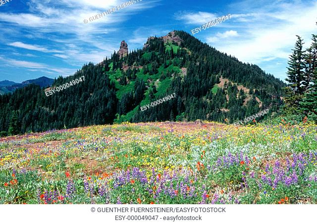 Iron Mountain with wildflowers, Santiam Pass. Oregon, USA