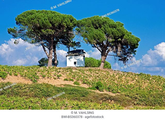 Stone pine, Italian Stone pine, Umbrella Pine (Pinus pinea), Way of St. James, white house in a vineyard on the way from Cacabelos to Villafran, Spain