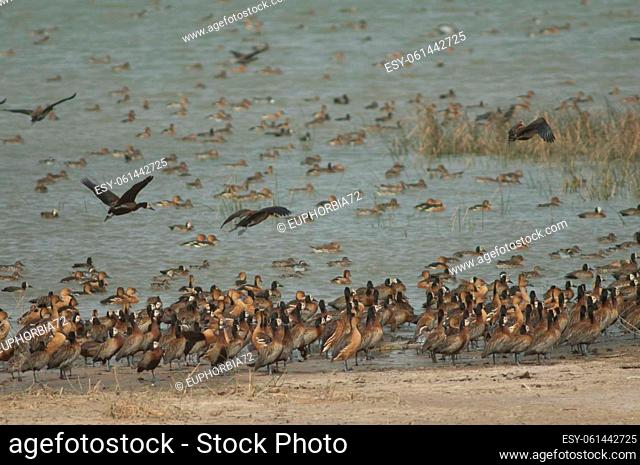 White-faced whistling ducks, fulvous whistling ducks and garganey. Oiseaux du Djoudj National Park. Saint-Louis. Senegal