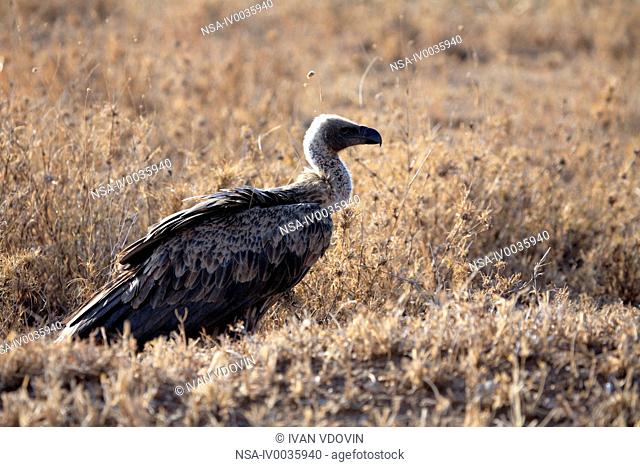 White-backed Vulture Gyps africanus, Serengeti National Park, Tanzania