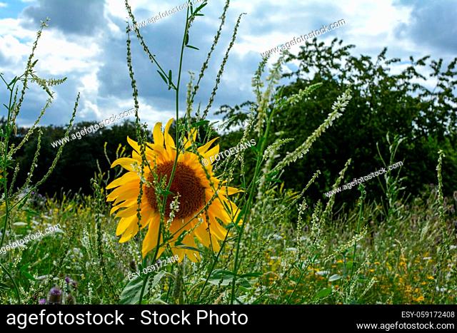A large sunflower behind tall plants with trees and sky