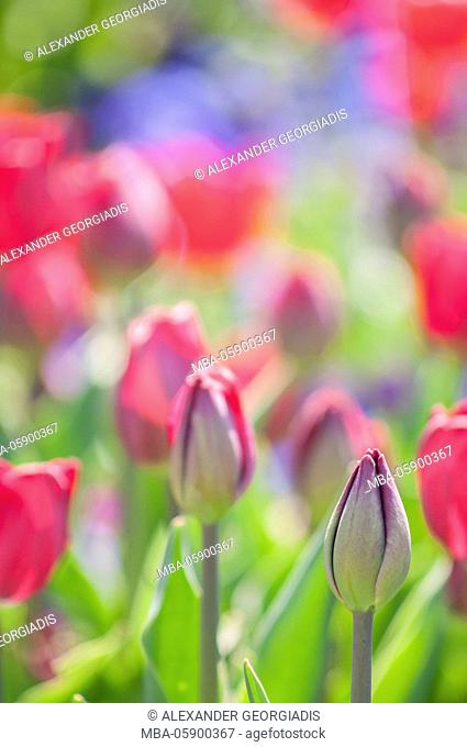 View to tulips in a tulip field with garden tulip Attila Graffiti (triumphal tulip, Liliaceae)
