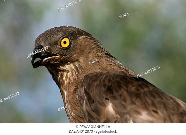 Zoology - Birds - Falconiformes - Honey buzzard (Pernis apivorus). Durmitor National Park, Montenegro