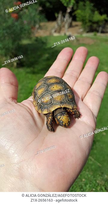 Red-footed tortoise (Chelonoidis carbonaria) is a species of tortoises from northern South America